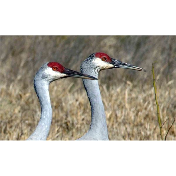 Texas Panhandle - Sandhill Crane and Lesser Canada Geese