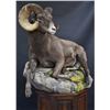 Image 2 : Big Cat Taxidermy Life Size Sheep Credit