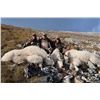 Image 1 : Scoop Lake Mountain Goat Hunt