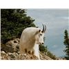 Image 2 : Scoop Lake Mountain Goat Hunt