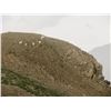 Image 3 : Scoop Lake Mountain Goat Hunt