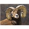 Image 1 : Greg Wilson Original Bighorn Painting