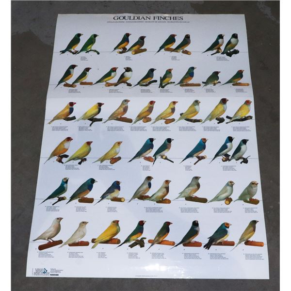 LARGE LAMINATED " GOULDIAN FINCHES" POSTER
