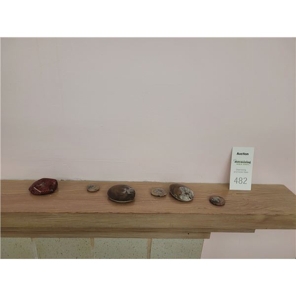 Ammorites Fossil Stones A