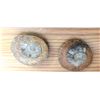 Image 3 : Ammorites Fossil Stones A