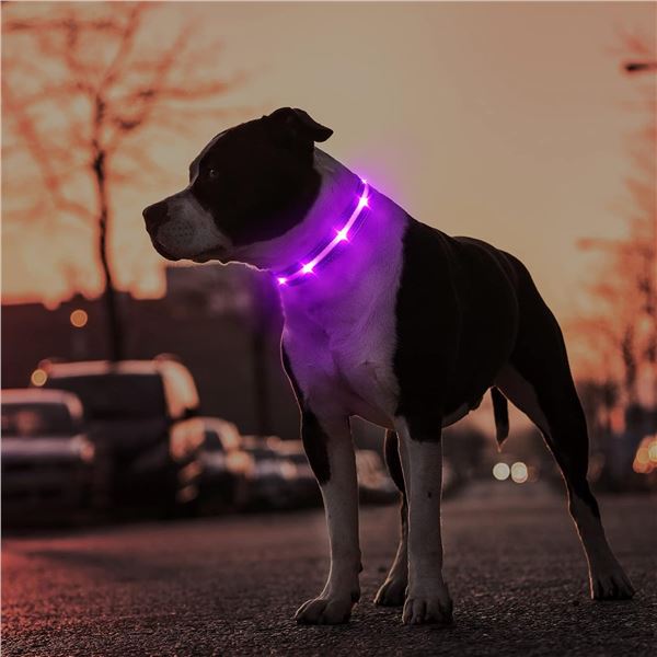 2 Masbrill LED Light-Up Dog Collars/Safety Collars - Size Small (See Size Chart) Purple - Brand New