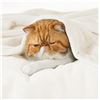 Image 3 : 1 Bedsure White Cozy Flannel Blanket 50x60inch - New