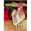 ROOSTER DECORATION W/REAL FEATHERS 18" HIGH