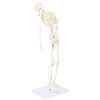 NEW WELDEN ANATOMICAL HUMAN SKELETON MODEL