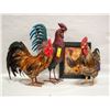 Image 1 : ROOSTERS COLLECTION. 1 METAL, 2 STUFFED,