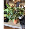 Image 1 : Artificial plant