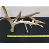 Image 10 : Carved Wildlife Scene in Antler Marked MN 2011, Kekau Love Judy 28"L x 20"H