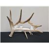Image 1 : Carved Wildlife Scene in Antler Marked MN 2011, Kekau Love Judy 28"L x 20"H