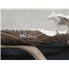 Image 8 : Carved Wildlife Scene in Antler Marked MN 2011, Kekau Love Judy 28"L x 20"H