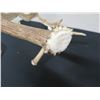 Image 9 : Carved Wildlife Scene in Antler Marked MN 2011, Kekau Love Judy 28"L x 20"H