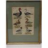 Image 2 : Diverse Duck Species Engraving, Framed 11" x 15"