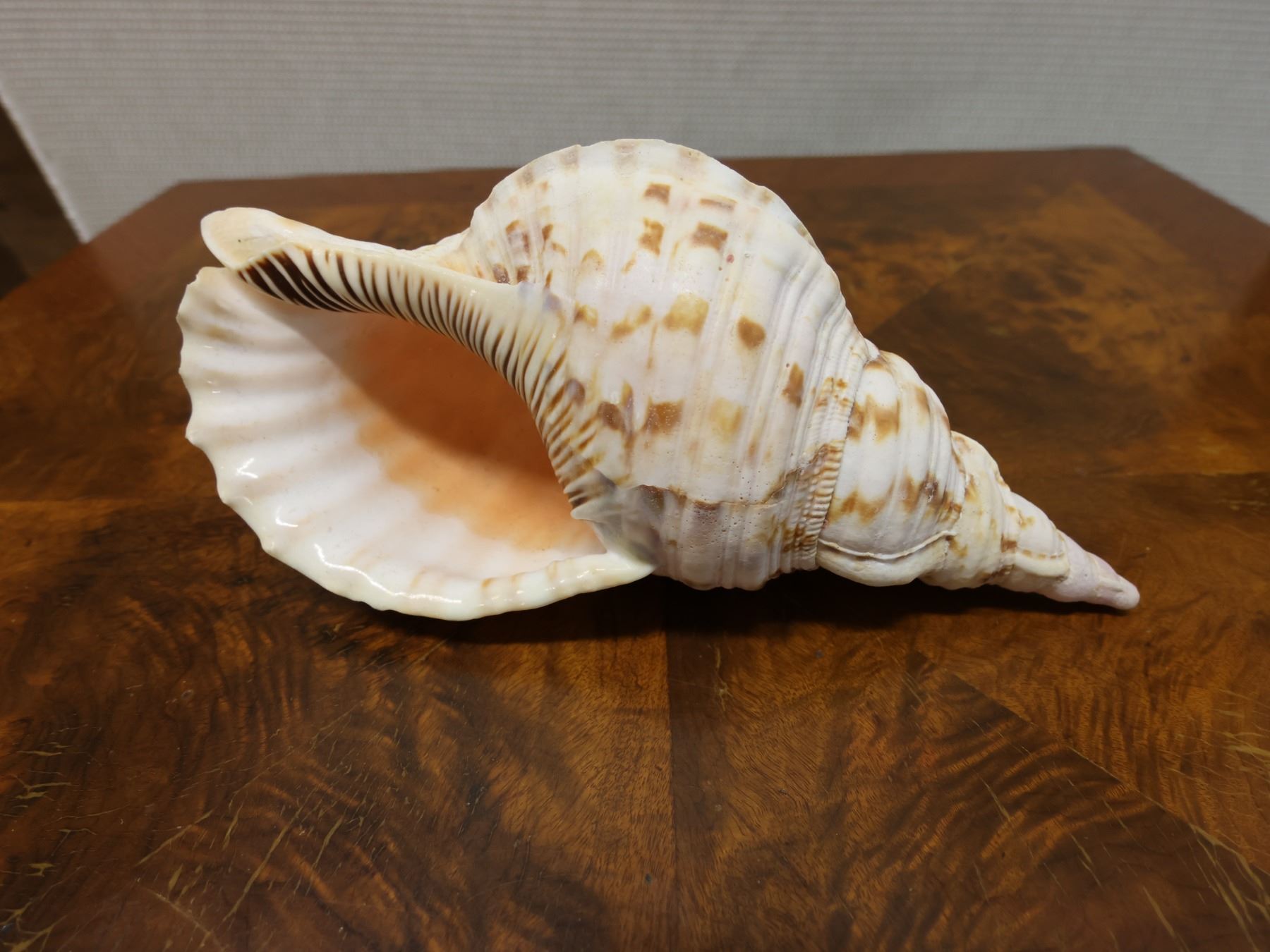Large Conch Shell 12