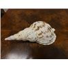 Image 2 : Large Conch Shell 12"L