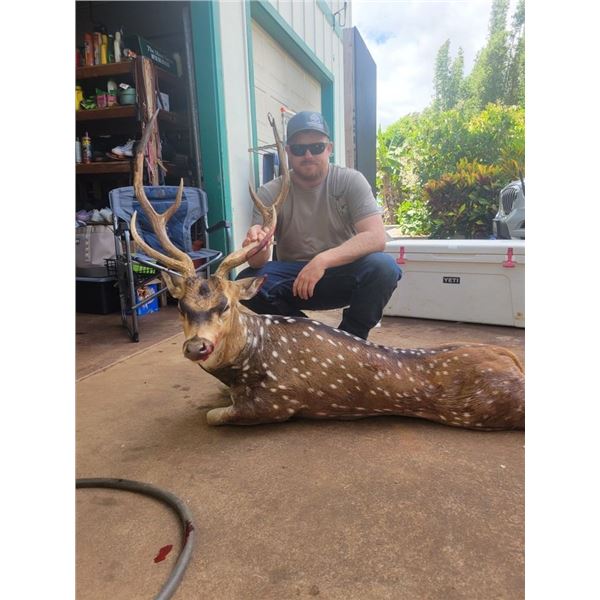 Maui Axis Deer Hunt for 3 Deer !!