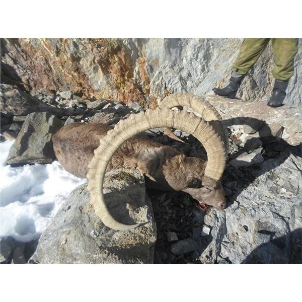 Himalayan Ibex. This is a Premier Adventure for the Trophy Hunter.