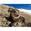 Image 7 : Himalayan Ibex. This is a Premier Adventure for the Trophy Hunter.