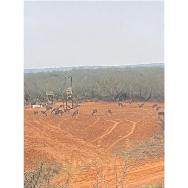 Texas Cull Hunt for 1 Youth. - **update**