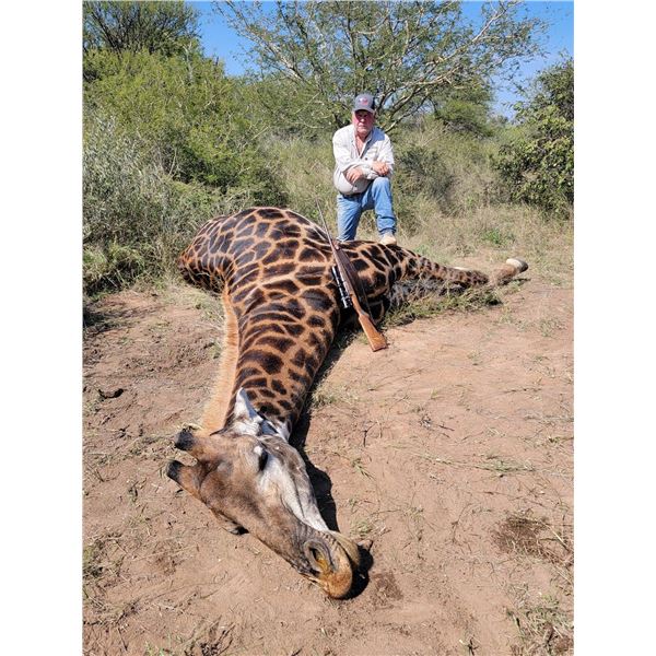 Giraffe Hunt in the Limpopo Province of South Africa.