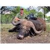 Image 1 : Cape Buffalo Hunt
