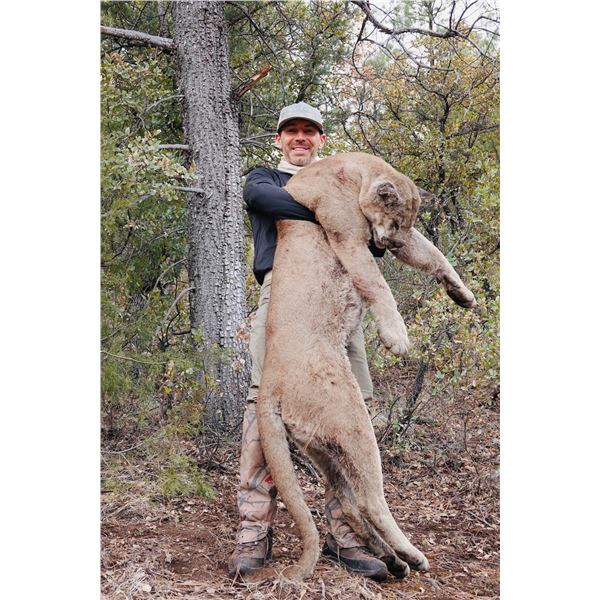 White Mountain Apache Tribe Lion Hunt.