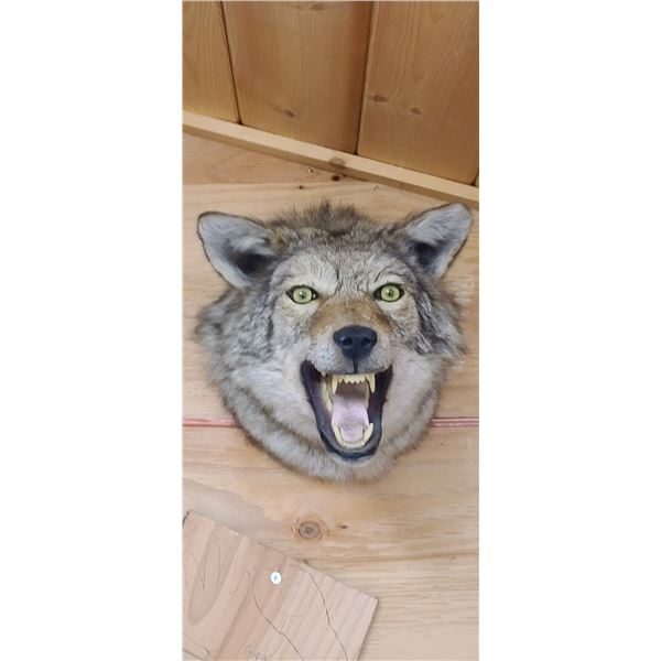 COYOTE HEAD MOUNT