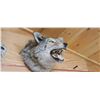 Image 2 : COYOTE HEAD MOUNT