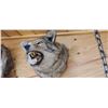 Image 3 : COYOTE HEAD MOUNT