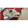 Image 8 : COYOTE HEAD MOUNT