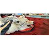 Image 10 : COYOTE HIDE/RUH