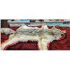Image 5 : COYOTE HIDE/RUH