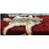 Image 6 : COYOTE HIDE/RUH