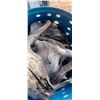 Image 8 : LARGE BARREL OF WEATHERED BUFFALO AND LONG HORN SCULLS C/W EXTRA HORNS