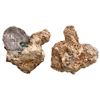 Image 1 : MEXICO, Mexico City, clump of one cob 8 reales and one cob fragment in chunk of white coral, assayer
