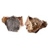Image 1 : MEXICO, Mexico City, clump of one cob 8 reales and small earthenware shard in chunk of coral, assaye