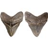 Image 1 : Megalodon (giant shark) tooth, Miocene epoch, approx. 15 to 5 million years old, found off the Atlan