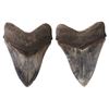 Image 1 : Megalodon (giant shark) tooth, Miocene epoch, approx. 15 to 5 million years old, found off the Atlan