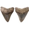 Image 1 : Megalodon (giant shark) tooth, Miocene epoch, approx. 15 to 5 million years old, found off the Atlan