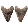 Image 1 : Megalodon (giant shark) tooth, Miocene epoch, approx. 15 to 5 million years old, found off the Atlan