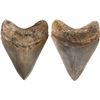 Image 1 : Megalodon (giant shark) tooth, Miocene epoch, approx. 15 to 5 million years old, found off the Atlan