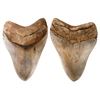Image 1 : Megalodon (giant shark) tooth, Miocene epoch, approx. 15 to 5 million years old, found off the Atlan