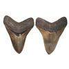 Image 1 : Megalodon (giant shark) tooth, Miocene epoch, approx. 15 to 5 million years old, found off the Atlan
