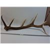 Image 1 : Elk Antler Shed - 41" x 16"  -  PICK UP