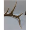Image 2 : Elk Antler Shed - 41" x 16"  -  PICK UP