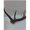 Image 3 : Elk Antler Shed - 41" x 16"  -  PICK UP