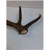 Image 4 : Elk Antler Shed - 41" x 16"  -  PICK UP